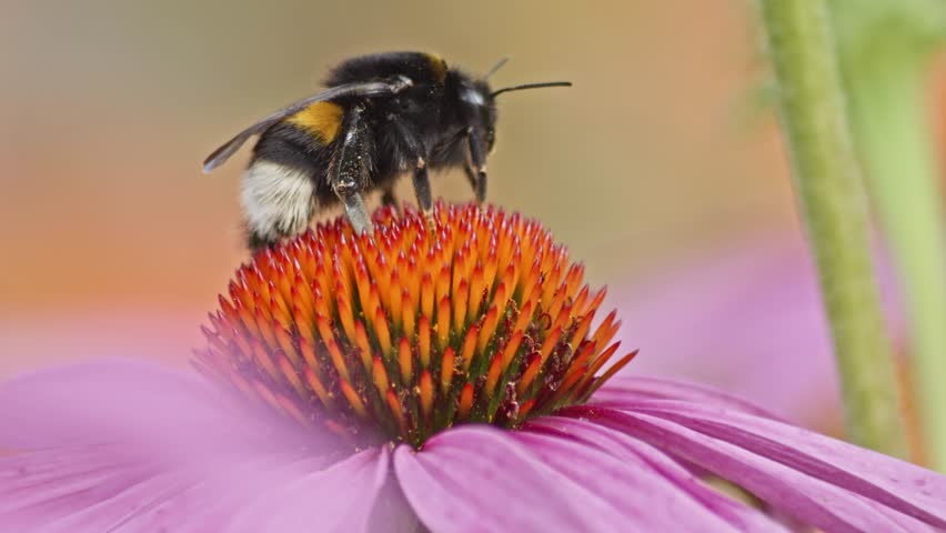 Wild bumblebee takes off into flight after collecting pollen from orange Coneflower. Slow motion extreme close-up shot.