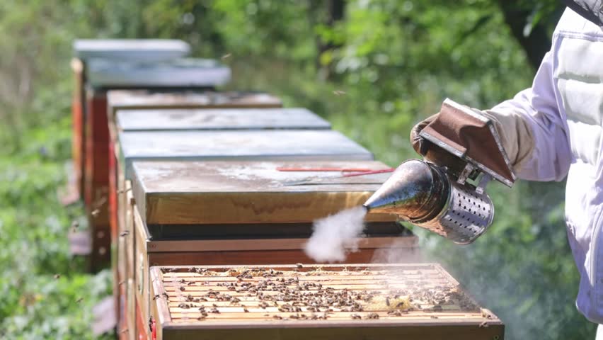 Bee smoker with apiarist with professional equipment working taking care in his apiary on bee farm, beekeeping concept Royalty-Free Stock Footage #1108856239