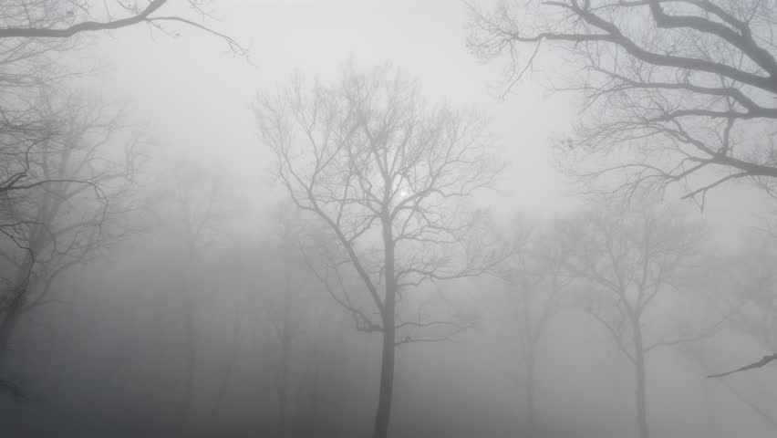 Foggy dark mysterious forest. Aerial footage, zooming in front of a leafless tree in late autumn with thick fog, and the sun barely visible through the branches of the tree.