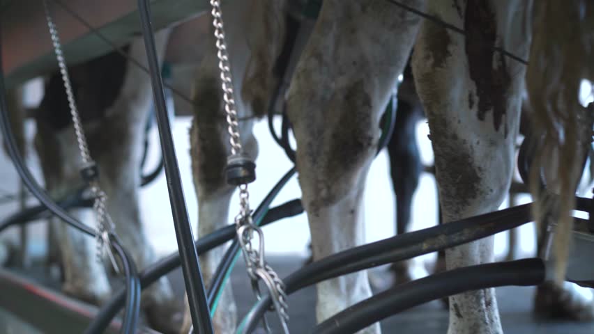 White spotted cows at an automated milking station. Farm | Shutterstock HD Video #1108861753
