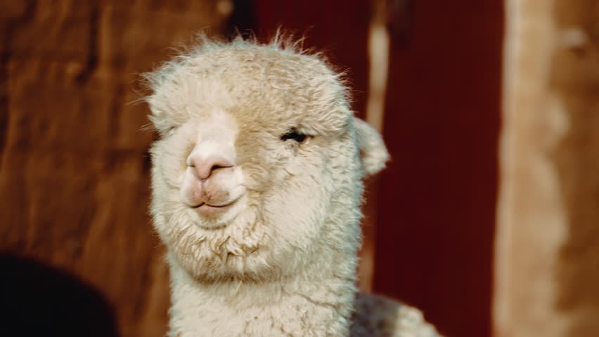 Little alpaca. Domestic exotic animal. Dirty, unkempt alpaca. Alpaca in agriculture. Animal of Peru. Llama, alpaca, vicuna. Pet.  Beautiful animal. Cute animals.  | Shutterstock HD Video #1108864109