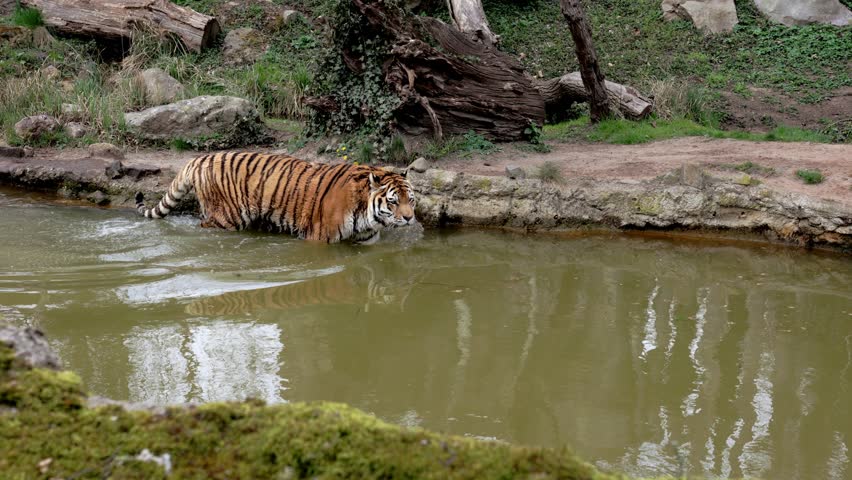 A wild adult tiger walks in the water in search of prey. Concept of wildlife and wild animals. Orange-striped raptor, majestic appearance | Shutterstock HD Video #1108869061