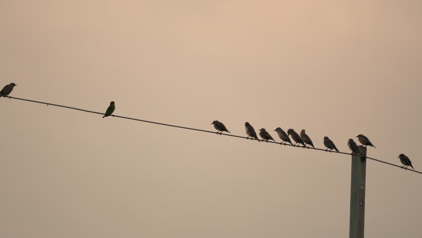Flock of bird flying and perching on electric wire in the evening on rural scene