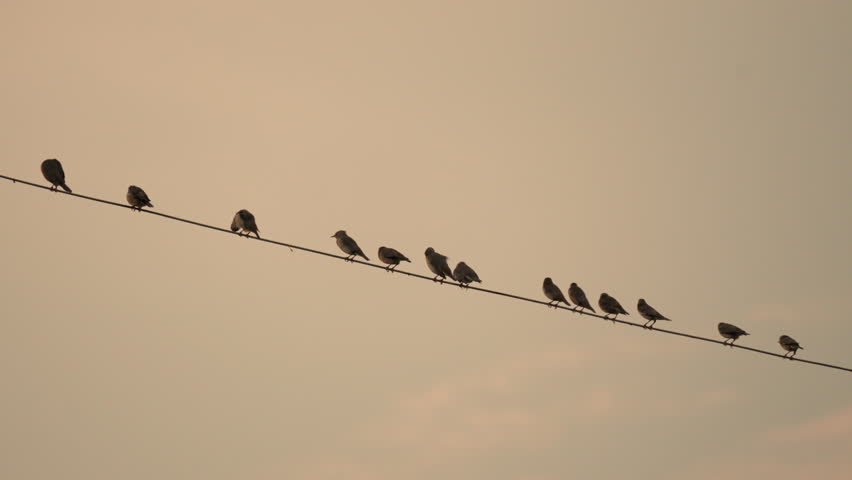 Flock of bird flying and perching on electric wire in the evening on rural scene