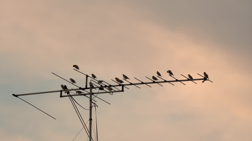 Flock of bird flying and perching on TV antenna of house in the evening on rural scene