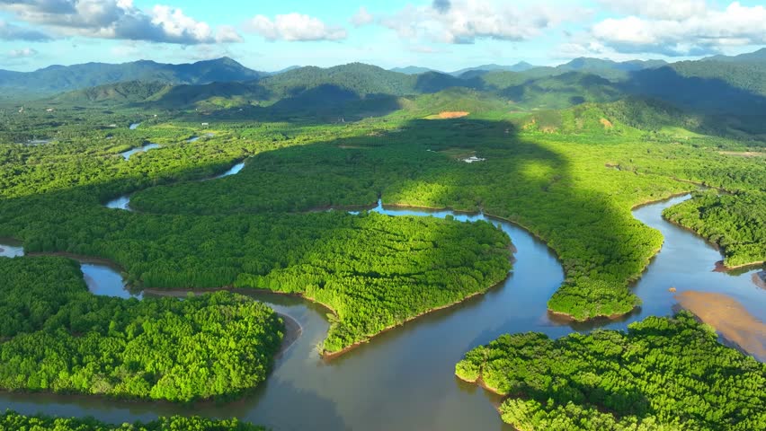 Mangrove forest, a coastal oasis brimming with biodiversity, unfolds under the drone's gaze. A tapestry of vibrant green hues and intricate waterways, vital to both land and sea ecosystems. Thailand.
 Royalty-Free Stock Footage #1108870109