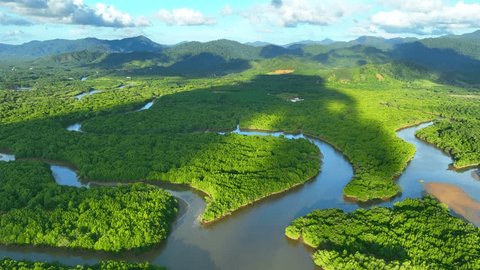 Mangrove forest, a coastal oasis brimming with biodiversity, unfolds under the drone's gaze. A tapestry of vibrant green hues and intricate waterways, vital to both land and sea ecosystems. Thailand.
 Stockvideó