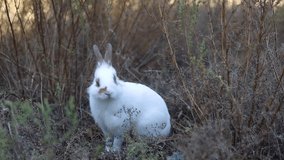 Little white rabbit standing on green grass in summer day. Young adorable bunny playing in garden.  - Powered by Shutterstock - Get 15% off with code: PIKWIZARD15