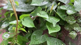 Video A vine with love-shaped green leaves clings to a gray cement wall during the rain. cold, watery, exposed to the blowing rain
