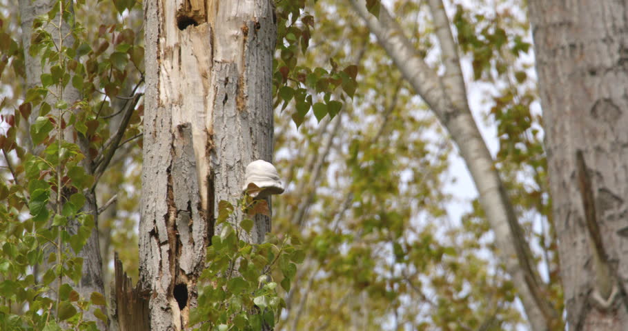 white fungus on tree trunk