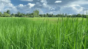 Green rice fields in Thailand