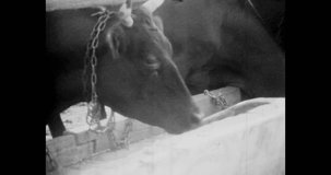 Cows herd in stall eating feed on rural farm. Collective cattle farming. Cows in farm paddock, closeup. Cow in barn ranch. 1970 Ukraine. Vintage black white cinema film. Retro archive. Archival video
