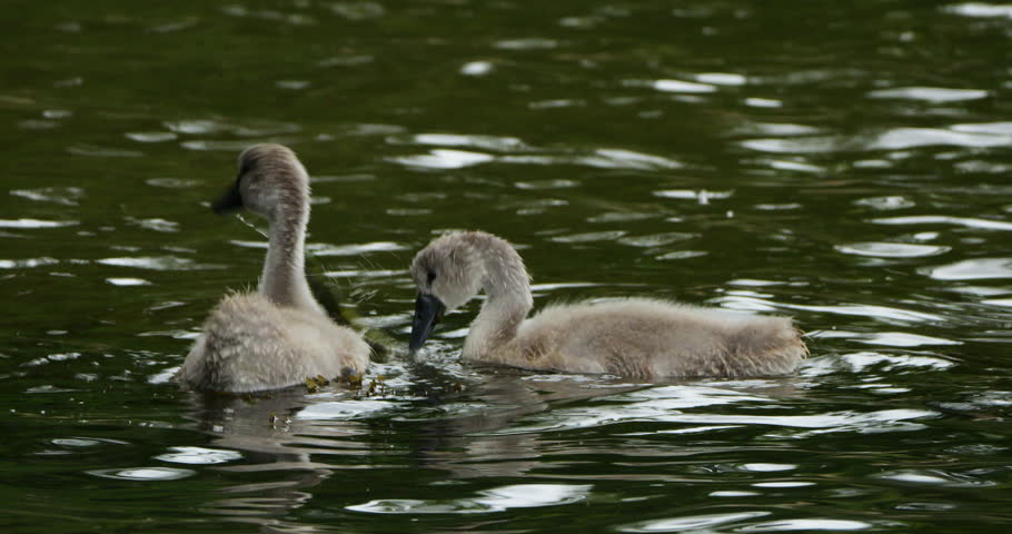 Mute swan family, the New Forest, Hampshire, England