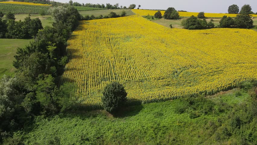Low-flying flight over a sunflower field in Italy. Royalty-Free Stock Footage #1108887515