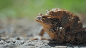 A pair of mating frogs in amplexus during the spring migration. A close-up parallax video. Bokeh background.