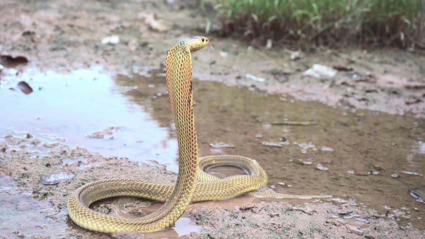 Venomous snake dangerous. Equatorial spitting cobra gold color (Naja sumatrana) that raises its neck and hood with hissing to intimidate threatening enemies on wet muddy ground and puddle. Royalty-Free Stock Footage #1108890349