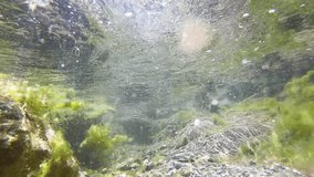 small freshwater fish swim in the clear waters of the Mollarino torrent,on a September day in Villa Latina,amid the Italian Apennine Mountains of the south-east Lazio region