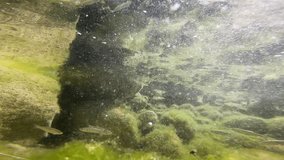 underwater view with small fish swimming among the mossy river bottom,on a September day in Villa Latina,amid the Italian Apennine Mountains of the Lazio region