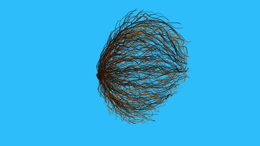 The tumbleweed rolls from side to side on a blue screen. Animation with western and empty space concept. The effect of boredom and despondency. An element for creating a desert atmosphere in 4K.