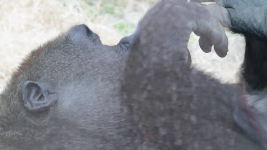 Close up of a Thoughtful gorilla  | Shutterstock HD Video #1108895467
