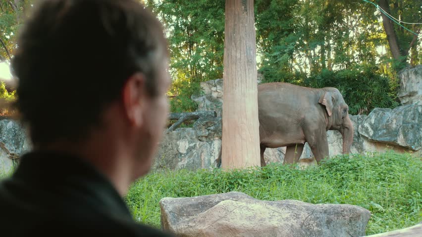 Wild Elephant Encounter. Male tourist on safari observes majestic mammal in Thai national park. Adventure in tropical wilderness with Asian wildlife.