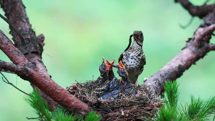 a mother bird tends to her young in the nest. Royalty-Free Stock Footage #1108897103