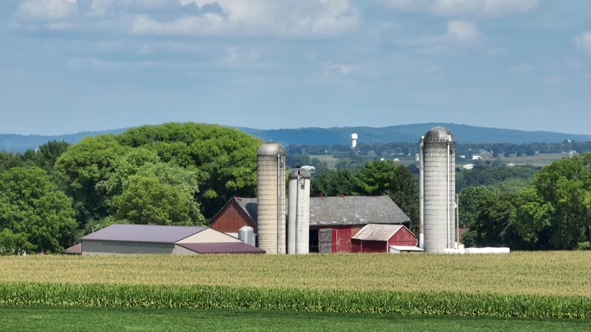 Silos and red barn of farm in rural USA. Aerial establishing shot from corn field revealing sprawling rolling hills of countryside in America during summer.