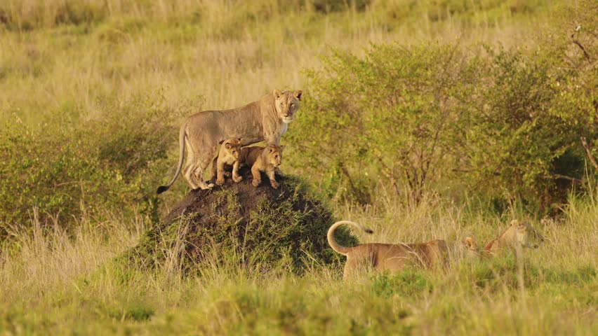 Female lion mother on termite mound protecting young baby cubs, watching for prey to hunt across Maasai Mara National Reserve, Kenya, Africa Safari Animals in Masai Mara North Conservancy Royalty-Free Stock Footage #1108900179