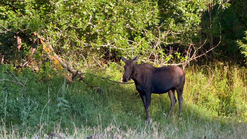 Mom and Calf Moose on the side of the road waiting to cross in Island Park, Idaho, USA