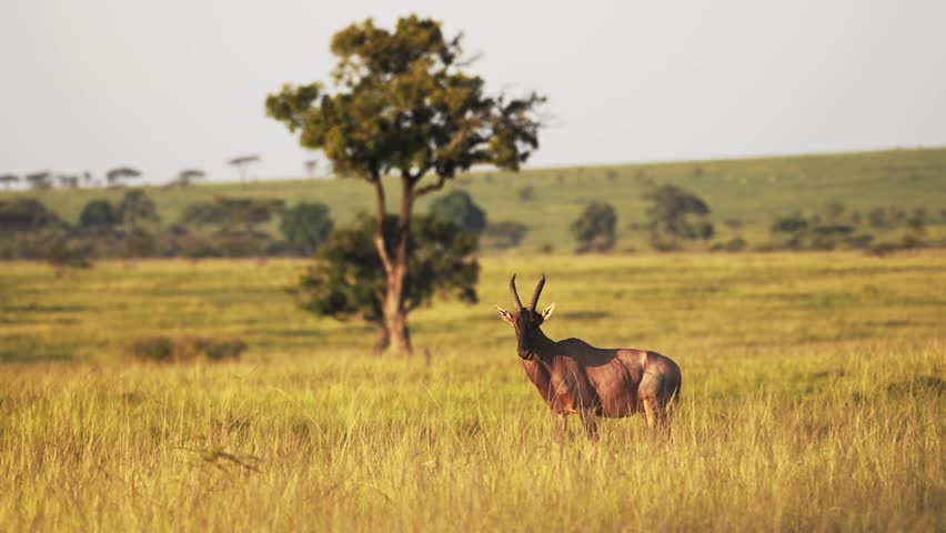 Slow Motion Shot of Topi standing in luscious green african savanna landscape surrounded by tall grass grassland, Wildlife in Maasai Mara National Reserve, Kenya, Africa Safari Animals in Masai Mara