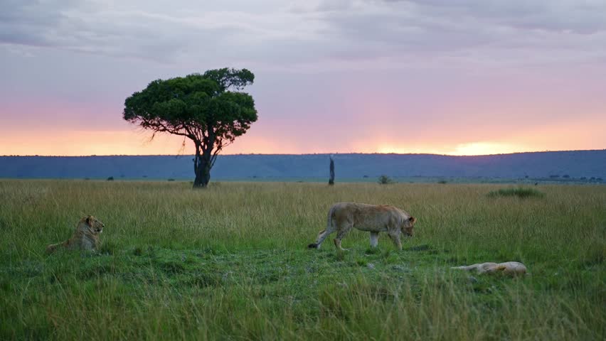 Slow Motion Shot of Beautiful landscape scenery at dusk with a group of Lions lying down looking out over the amazing Maasai Mara National Reserve, Kenya, Africa Safari Animals in Masai Mara Royalty-Free Stock Footage #1108900341