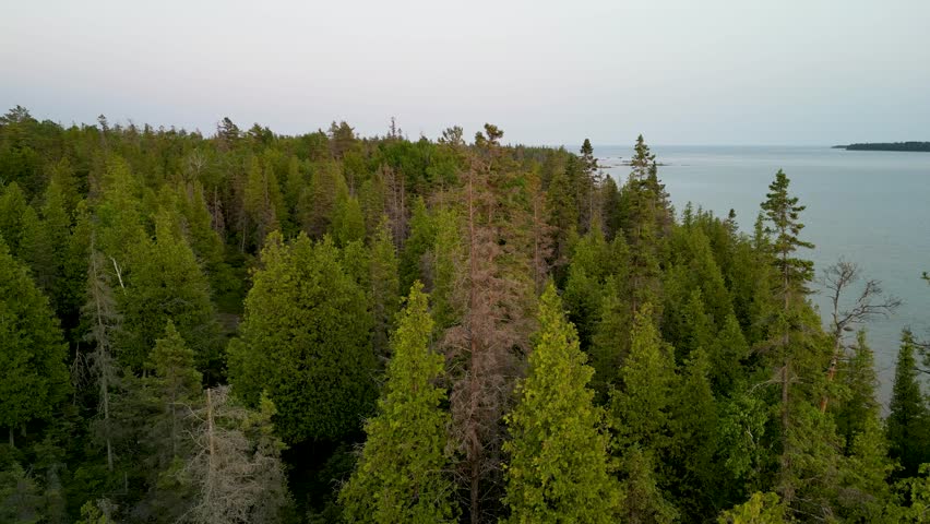Aerial view over trees to lake shoreline at dusk, Michigan