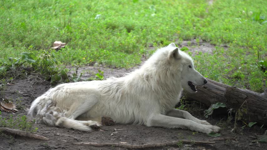 Arctic wolf (Canis lupus arctos), also known as the white wolf or polar wolf, is a subspecies of grey wolf native to the High Arctic tundra of Canada's Queen Elizabeth Islands. Slow Motion 120fps | Shutterstock HD Video #1108906499