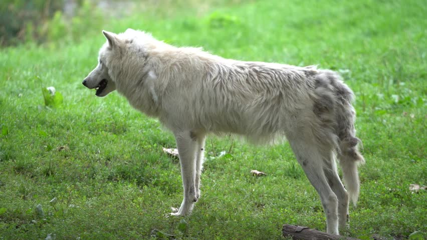 Arctic wolf (Canis lupus arctos), also known as the white wolf or polar wolf, is a subspecies of grey wolf native to the High Arctic tundra of Canada's Queen Elizabeth Islands. Slow Motion 120fps | Shutterstock HD Video #1108906575