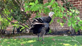 4K HD video of a female turkey  in front yard of suburban neighborhood preening. Brick wall of home in background. Bird jumps out of frame at end.