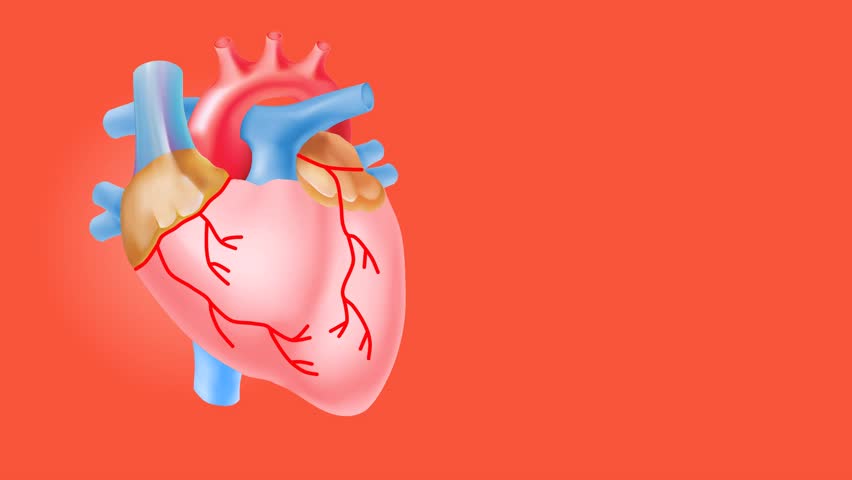 The Human heart_-attack _ (Original).human heart beats the most beautiful isolated background. Royalty-Free Stock Footage #1108909591