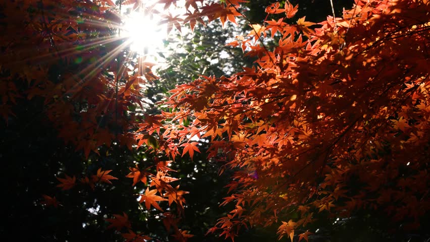 Backlit 4K slow motion footage of autumn leaves. Royalty-Free Stock Footage #1108910051