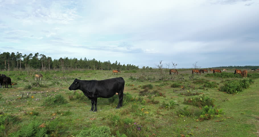 Angus cattle in the New Forest, Hampshire, England