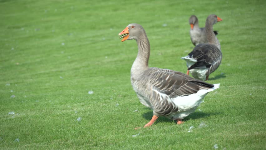 Gray goose walking along the grass in park. Greylag geese is species of large in the waterfowl family anatidae. Domestic bird anser anser go and grazing among green lawn. Life poultry.