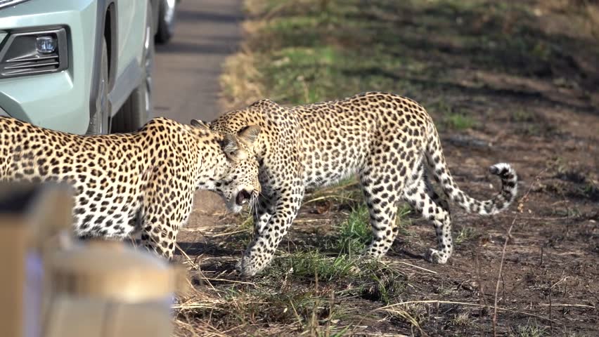 Two hungry leopards by In Krugel National Park
