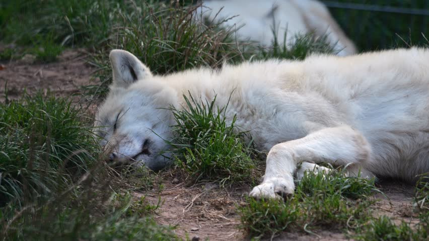 Polar wolf resting on ground, bothered by flying flies. | Shutterstock HD Video #1108915201