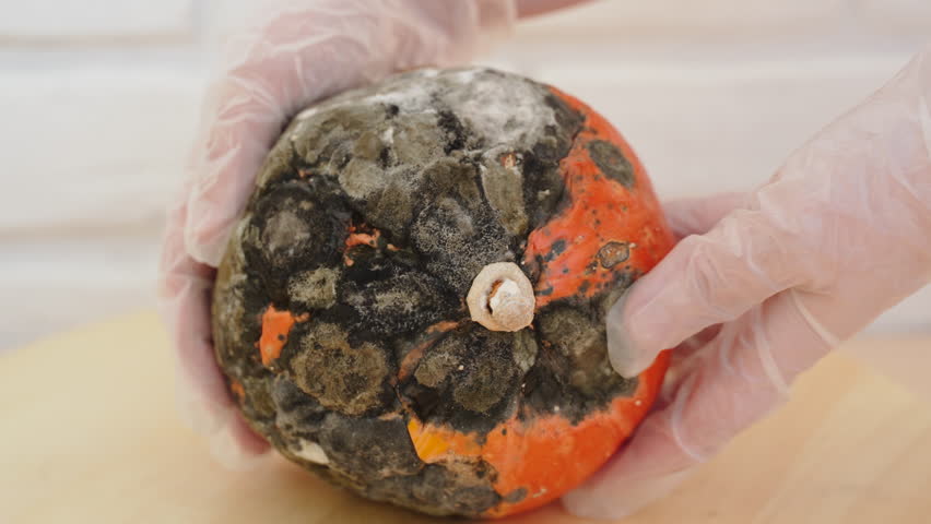 Person wearing transparent gloves shows at camera orange pumpkin covered with black mold. Fungal infection of vegetables after improper storage conditions. Process of rotting and decay of vegetable. | Shutterstock HD Video #1108915825