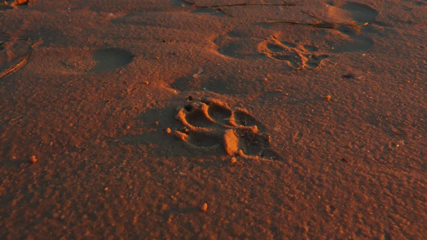 Shutterstock video thumbnail