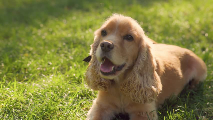Cute English Cocker Spaniel Dog Lying on Lawn with Green Grass. Pet Walking in City Park Royalty-Free Stock Footage #1108918357