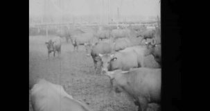 Cows herd in farm corral ranch. Livestock, farming industry. 1970s archival film. Cattle milk, meat, animal breeding in rural. Industrial country. Vintage black white archival film. Retro archive