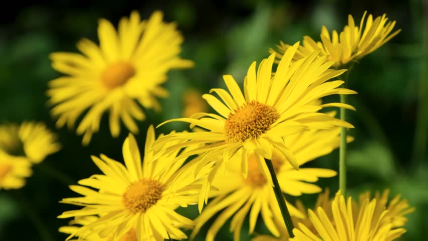 An Indian yellow Marguerite Flower . | Shutterstock HD Video #1108920631