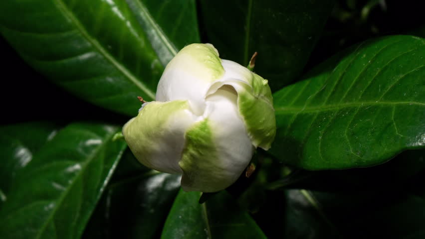 White Flower Opening Time Lapse with Rotating Effect. Gardenia Jasminoides or Cape Jasmine Flower Blooming on Green Leaves Background in Timelapse