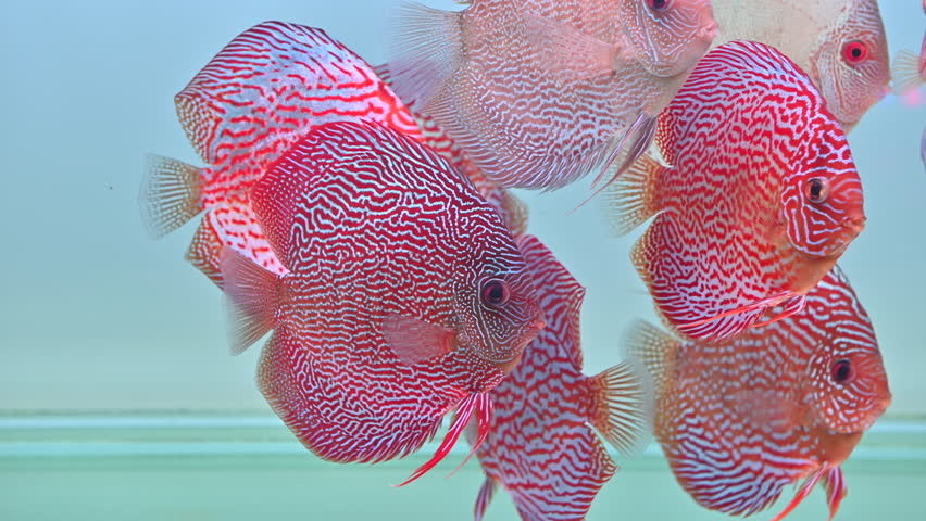 4K Pompadour fish are swimming in fish tank | Shutterstock HD Video #1108923531