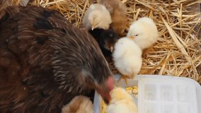 the mother hen teaches the hatched chicks to eat on their own, the chicks eat a boiled egg