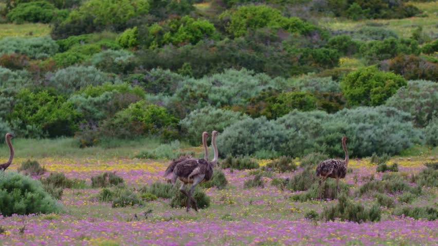 A Flock of ostriches in West coast National Park